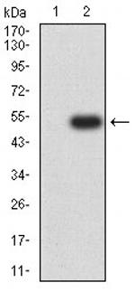 BTN2A2 Antibody in Western Blot (WB)