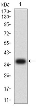 CCR1 Antibody in Western Blot (WB)