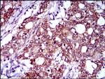 FLIP Antibody in Immunohistochemistry (Paraffin) (IHC (P))