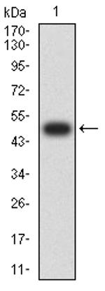 CHRNA3 Antibody in Western Blot (WB)