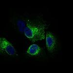 CLGN Antibody in Immunocytochemistry (ICC/IF)