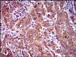 CLGN Antibody in Immunohistochemistry (Paraffin) (IHC (P))