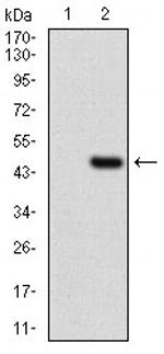 CLGN Antibody in Western Blot (WB)