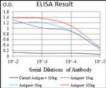 CLGN Antibody in ELISA (ELISA)