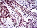 CLGN Antibody in Immunohistochemistry (Paraffin) (IHC (P))