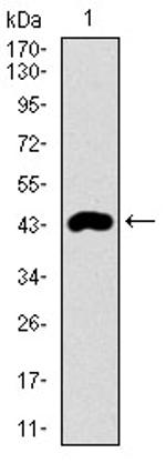 CLGN Antibody in Western Blot (WB)