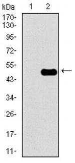 CLGN Antibody in Western Blot (WB)