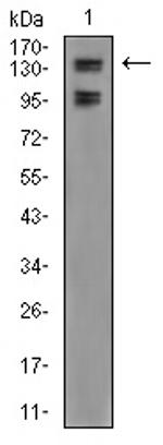 FBXL10 Antibody in Western Blot (WB)