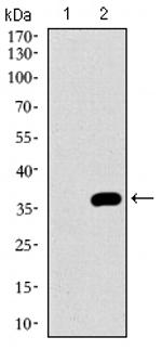 NRCAM Antibody in Western Blot (WB)