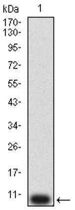 P2Y12 Antibody in Western Blot (WB)