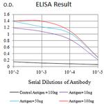 P2Y2 Antibody in ELISA (ELISA)