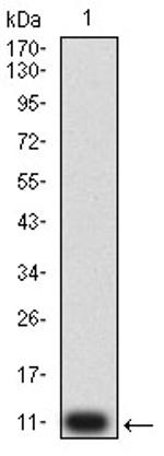 P2Y4 Antibody in Western Blot (WB)