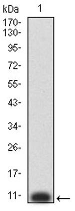 P2Y8 Antibody in Western Blot (WB)