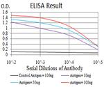 PGRMC1 Antibody in ELISA (ELISA)