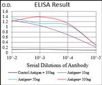RING1 Antibody in ELISA (ELISA)