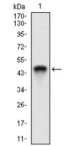 RING1 Antibody in Western Blot (WB)