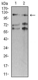 SMARCA1 Antibody in Western Blot (WB)