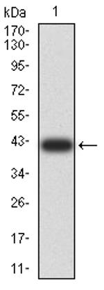 Synapsin 1 Antibody in Western Blot (WB)