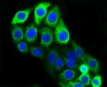 Cytokeratin 20 Antibody in Immunocytochemistry (ICC/IF)