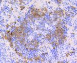 CD9 Antibody in Immunohistochemistry (Paraffin) (IHC (P))