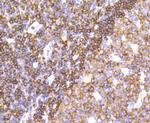 SHP-1 Antibody in Immunohistochemistry (Paraffin) (IHC (P))