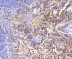 SHP-1 Antibody in Immunohistochemistry (Paraffin) (IHC (P))