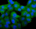 BCL-XL Antibody in Immunocytochemistry (ICC/IF)