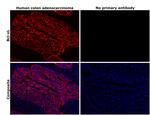 BCL-XL Antibody in Immunohistochemistry (Paraffin) (IHC (P))