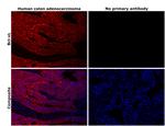 BCL-XL Antibody in Immunohistochemistry (Paraffin) (IHC (P))