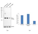 BCL-XL Antibody in Western Blot (WB)