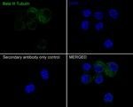 Beta III Tubulin Antibody in Immunocytochemistry (ICC/IF)