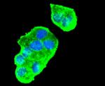 VEGF Antibody in Immunocytochemistry (ICC/IF)