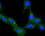 VEGF Receptor 1 Antibody in Immunocytochemistry (ICC/IF)