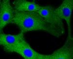 Calmodulin Antibody in Immunocytochemistry (ICC/IF)