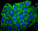 N-cadherin Antibody in Immunocytochemistry (ICC/IF)