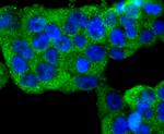 N-cadherin Antibody in Immunocytochemistry (ICC/IF)