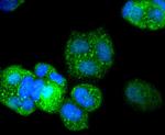 DARPP-32 Antibody in Immunocytochemistry (ICC/IF)