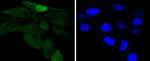 Phospho-c-Jun (Ser63) Antibody in Immunocytochemistry (ICC/IF)