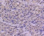 Phospho-c-Jun (Ser63) Antibody in Immunohistochemistry (Paraffin) (IHC (P))