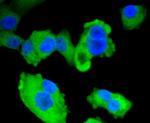 AMPK alpha-1 Antibody in Immunocytochemistry (ICC/IF)