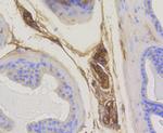 RAB5 Antibody in Immunohistochemistry (Paraffin) (IHC (P))