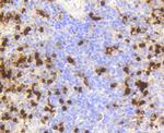 Lysozyme Antibody in Immunohistochemistry (Paraffin) (IHC (P))