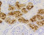 Lysozyme Antibody in Immunohistochemistry (Paraffin) (IHC (P))