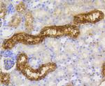 Lysozyme Antibody in Immunohistochemistry (Paraffin) (IHC (P))