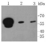 hnRNP K Antibody in Western Blot (WB)