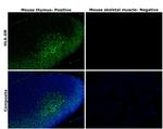 HLA-DR Antibody in Immunohistochemistry (Paraffin) (IHC (P))