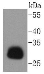 HLA-DR Antibody in Western Blot (WB)