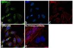 MyD88 Antibody in Immunocytochemistry (ICC/IF)