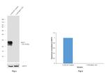 MUC1 Antibody in Western Blot (WB)