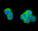 ATG5 Antibody in Immunocytochemistry (ICC/IF)